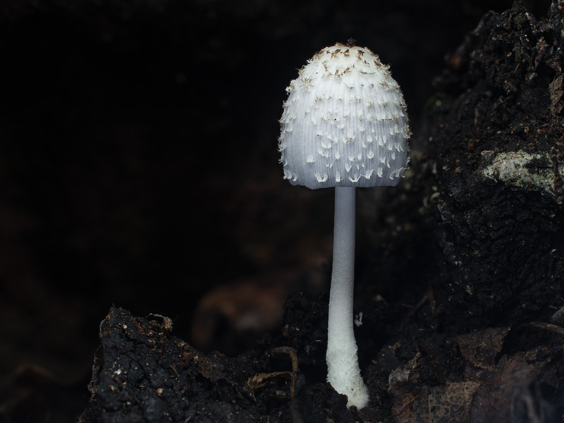 Coprinopsis spelaiophila Coprinopsis spelaiophila